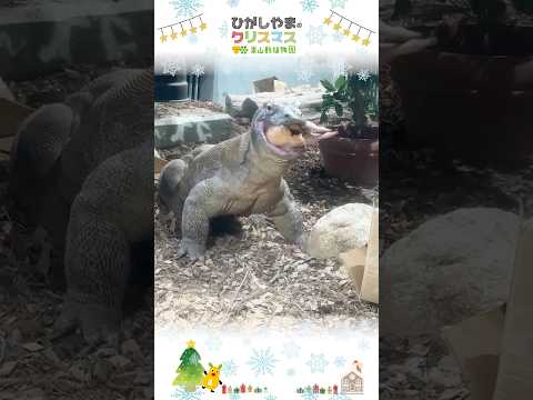 【東山動植物園公式】コモドオオトカゲのタロウに丸鶏をプレゼント：ひがしやまのクリスマス2025《 コモドオオトカゲ　コ… サムネイル