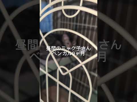 シャム猫ベンガルshorts funny cat猫bengaruシャムミックス サムネイル