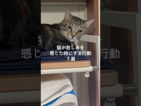 猫が悲しみを感じた時にする行動3選 猫 ねこ 猫のいる暮らし 保護猫 雑学 豆知識 VOICEVOX:ずんだもん サムネイル