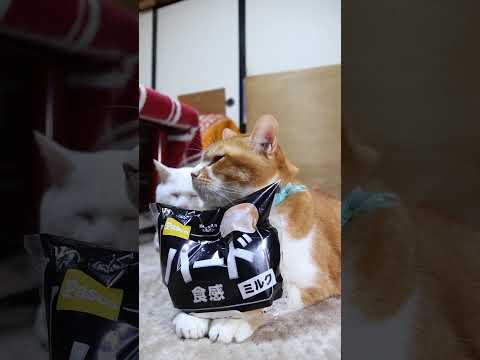 ハード食感　260215　のせ猫　 cat cute ねこ　 猫のいる暮らし　 ネコ　 cutecat　 猫のいる生活… サムネイル