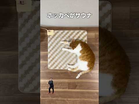 「ホカペがサウナ、フロリンが水風呂」猫あるある|フルはApple Musicほか音楽アプリへ サムネイル
