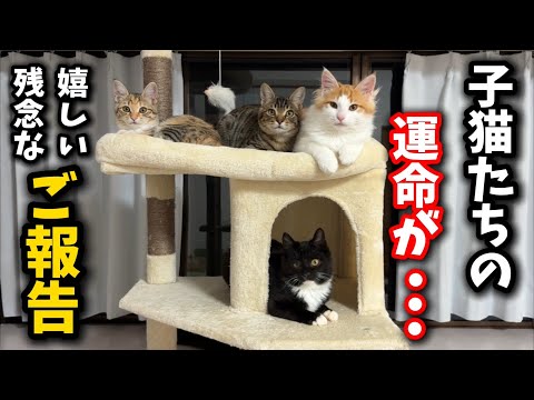シェルターの子猫についてご報告が沢山あります サムネイル