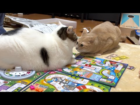 新年早々ご機嫌ナナメでゲームの場を荒らす猫 サムネイル