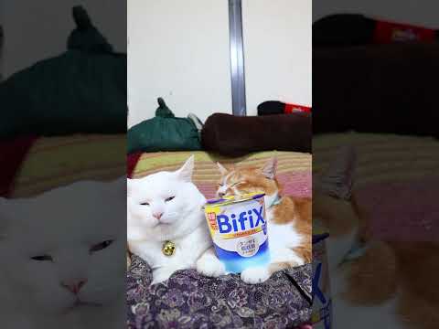 BifiXヨーグルト ほんのり甘い　260310　のせ猫　 cat　 ねこ　 猫のいる暮らし　 cute　 ネコ　 猫… サムネイル