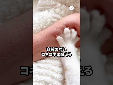 容赦のないコネコネに耐える飼い主さん｜PECO サムネイル