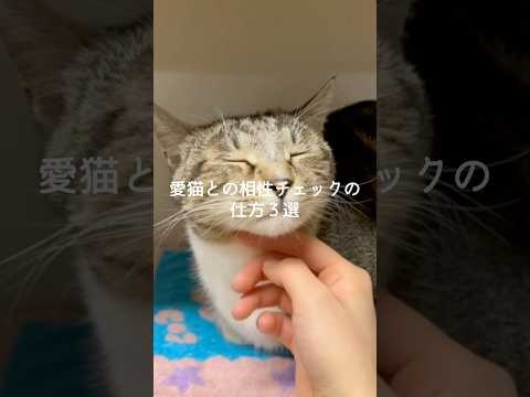 愛猫との相性チェックの仕方3選 猫 ねこ 猫のいる暮らし 猫のいる生活 保護猫 ねこのいる生活 雑学 豆知識 VOIC… サムネイル