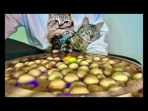 Deep Relax ASMR｜Cat Purring & Wooden Balls【live】 サムネイル