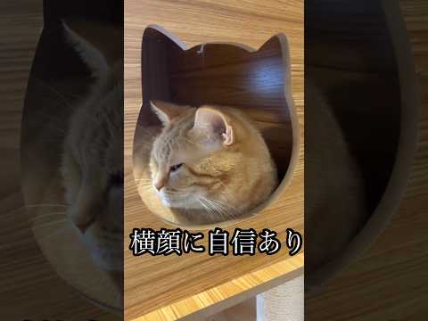 横顔に自信あり 猫 cat アメショ 横顔 うめ サムネイル
