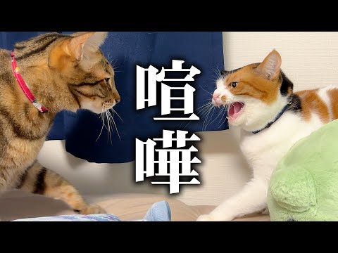 話題の癒しストーリー！動けない飼い主を猫たちが優しく看病する神回 サムネイル