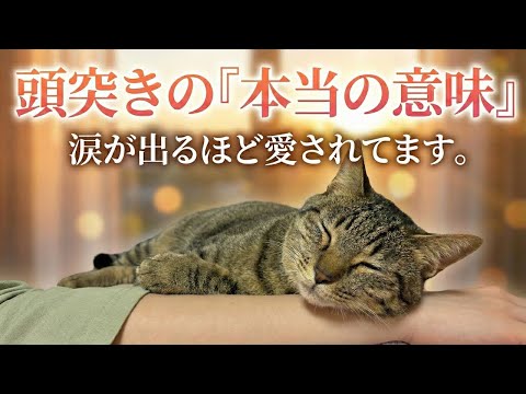 【涙腺崩壊】猫が頭突きをする本当の理由。飼い主への隠れた「メッセージ」を見逃さないで。 サムネイル