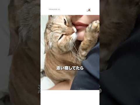 添い寝してたら頭ぐりぐりしてきた｜PECO サムネイル