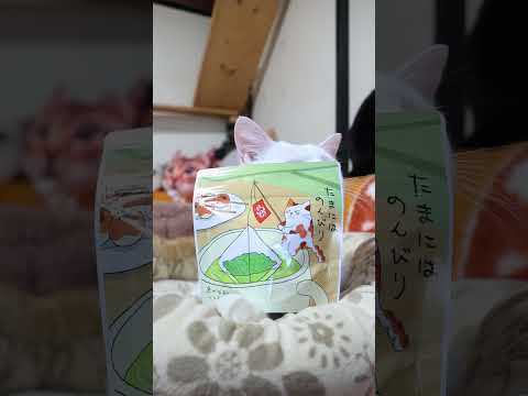 たまにはのんびり　251226　のせ猫　 cat cute 猫のいる暮らし　 ネコ　 ねこ　 猫のいる生活　 cute… サムネイル