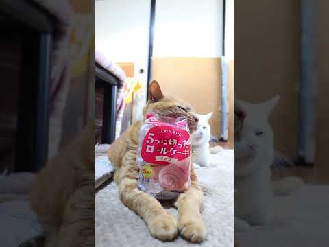 ５つに切ったロールケーキ　イチゴ　260121　のせ猫　 cat cute cutecat　 pets ネコ funn… サムネイル