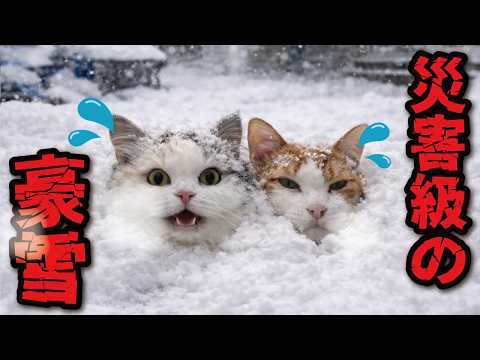 【大雪警報】みなさまの地域は大丈夫だったでしょうか…！？ サムネイル