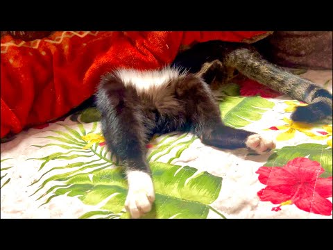99%が5分で眠くなる😴 ｜猫×水の音｜Deep Relax｜Cat Purring & Wooden Balls サムネイル