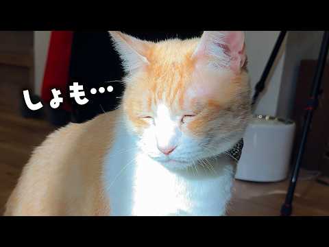 光を浴びると絶対におじいちゃんになってしまう猫の顔が可愛過ぎました…。 サムネイル