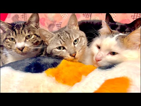 99%が5分で眠くなる😴 猫のゴロゴロ×Water Wood ASMR サムネイル
