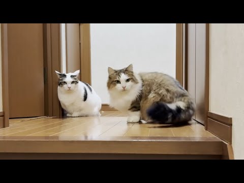 寝室に入りたいけど入れずちょっと悲しい気分になる猫 サムネイル