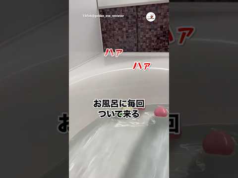 風呂浸かっててもこれ🛀｜PECO サムネイル