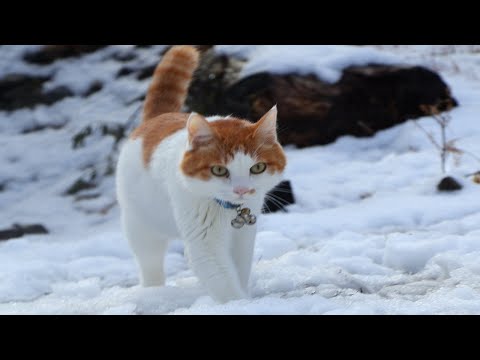ちろ　雪道散歩　260106 サムネイル