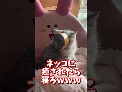 ネッコの動画で癒されたら寝ろｗｗｗ　2ch  動物  猫 癒やし ねこ動画 サムネイル