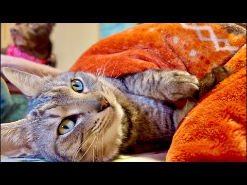 【朝】起きたくない人へ（猫×水）Deep Relax ASMR｜Cat Purring & Wooden Balls サムネイル