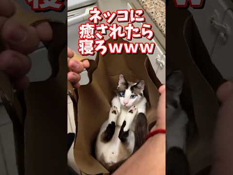 ネッコの動画で癒されたら寝ろｗｗｗ　2ch  動物  猫 癒やし ねこ動画 サムネイル