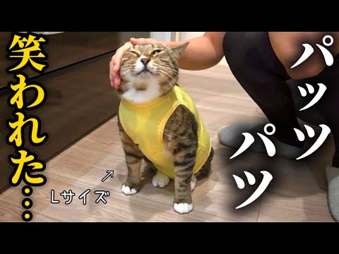 病院に行ったら服がパツパツすぎて笑われてしまった元ボス猫 サムネイル