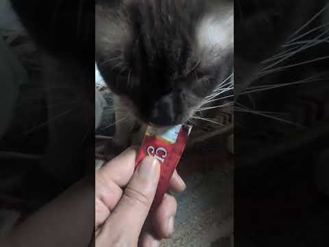 シャム猫shorts funny cat猫siamese サムネイル
