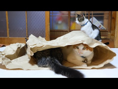 がさごそ　猫　251218 サムネイル