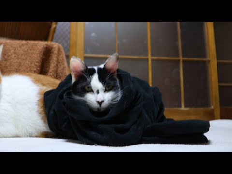 おくるみチビ　260211 サムネイル