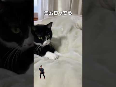 「もみもみシンセサイザー」猫あるある|フルはApple Musicほか音楽アプリへ サムネイル