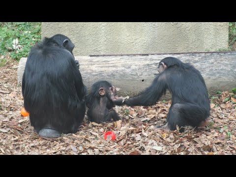 フクちゃんが、ジュウザへの接触許可を出してるのは、だーれだ？　かみね動物園　チンパンジー　202512 サムネイル