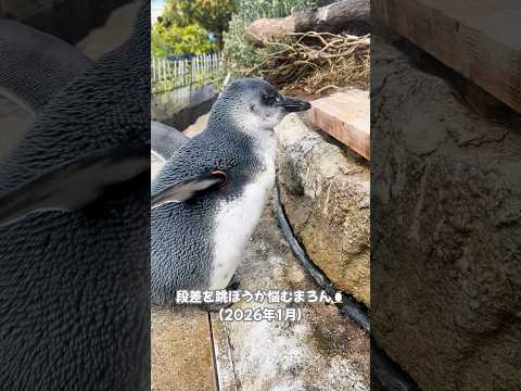 【ケープペンギン】段差を跳び上がるまろん🐧【サンシャイン水族館】shorts 水族館 サムネイル