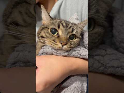 爪切り不機嫌娘(猫)を落ち着かせるwww cat 猫 サムネイル