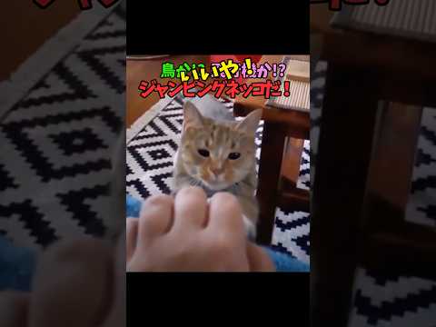 その瞬間を…見逃すな！ 猫 cat cats cute サムネイル