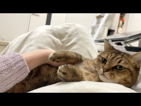 ママのお腹で生意気に暖をとるネコが愛おしい… サムネイル