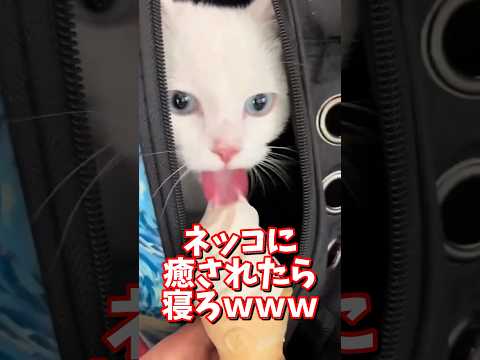 ネッコの動画で癒されたら寝ろｗｗｗ　2ch  動物  猫 癒やし ねこ動画 サムネイル