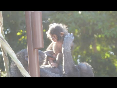 無垢な赤ちゃん　ムク　のんほいパーク　チンパンジー　202512 サムネイル