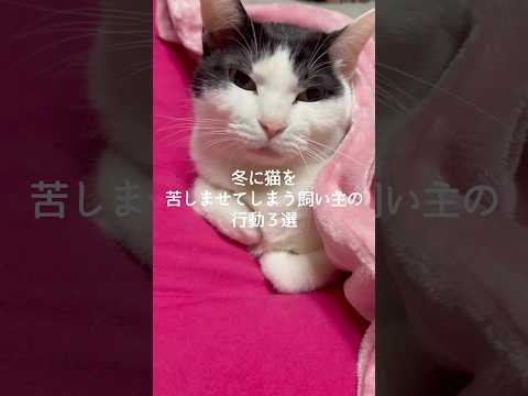 冬に猫を苦しませてしまう飼い主の行動3選 猫 ねこ 猫好きさんと繋がりたい 猫動画 猫のいる暮らし ねこのいる生活 雑… サムネイル