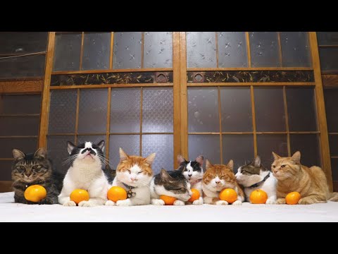 みかん　のせ猫　260102 サムネイル