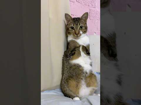 Hi i m a cat サムネイル