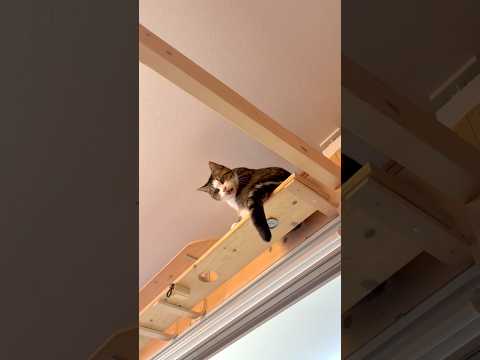 怒ってんの サムネイル