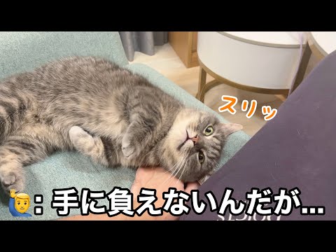 飼い主のお風呂上がり、猫が手に負えない事態になりました… サムネイル
