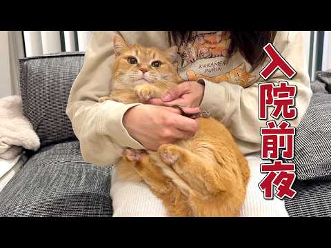 ママが入院するので愛猫と最後の夜を過ごします サムネイル
