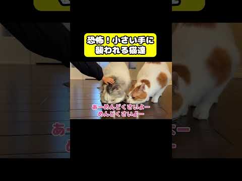恐怖！小さい手に襲われる猫達　猫 おもしろ アテレコ ニャンチューバーつくし サムネイル