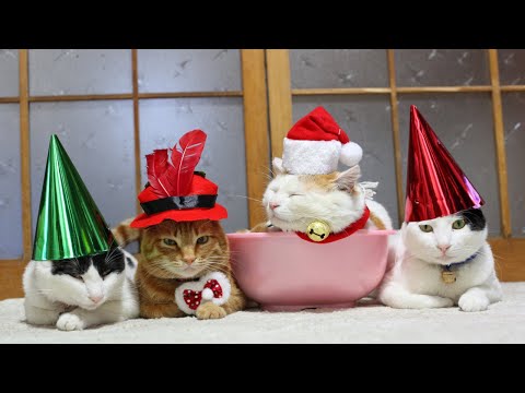 こたつのねこたちLIVE配信　　2025年12月26日 サムネイル
