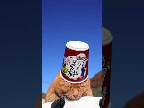 博多だしうどんごぼう入り　260101　　のせ猫　 cat cute kitten　 猫のいる暮らし ねこ cutec… サムネイル
