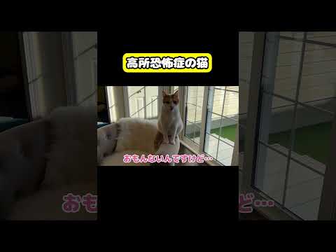 高所恐怖症の猫　猫 おもしろ アテレコ ニャンチューバーつくし サムネイル