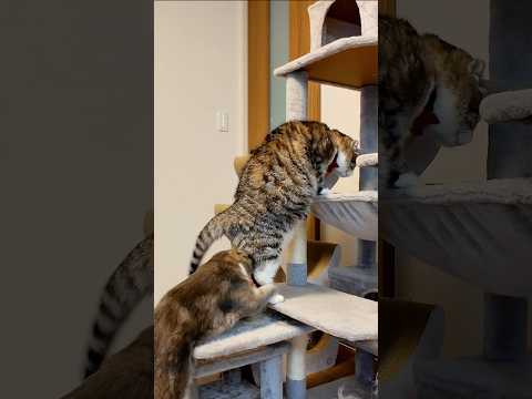 りっちゃんの特技がさらに開花したでごわす🤣🤣🤣 猫 サムネイル